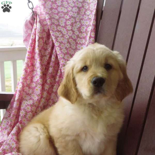 Uber, Golden Retriever Puppy